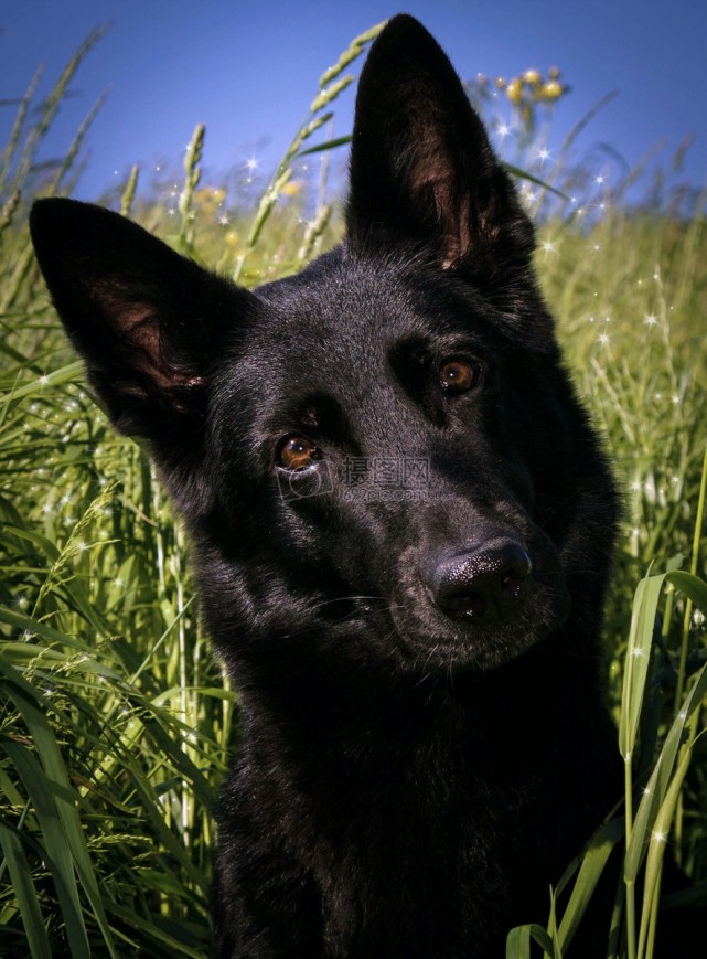 大黑狗的照片图片
