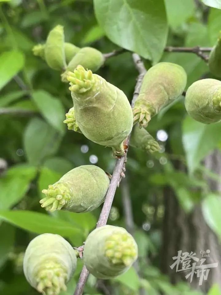 這是什麼果子天氣小姐姐被騙了樹是桂花樹果是楝樹果