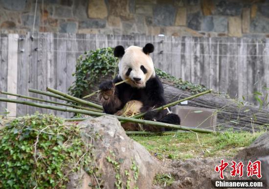 美国国家动物园庆祝大熊猫抵美50周年南京特种师范学校