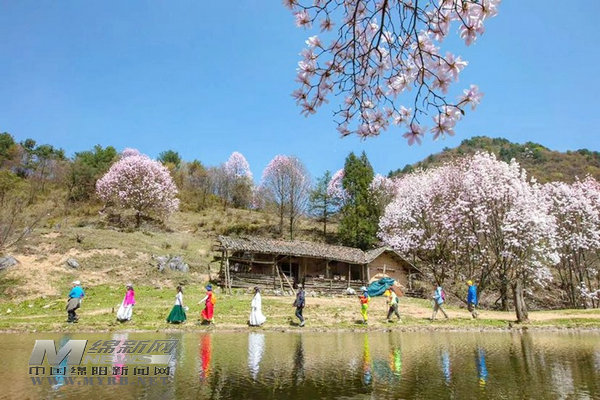 江油辛夷花盛开央媒争相报道 腾讯新闻