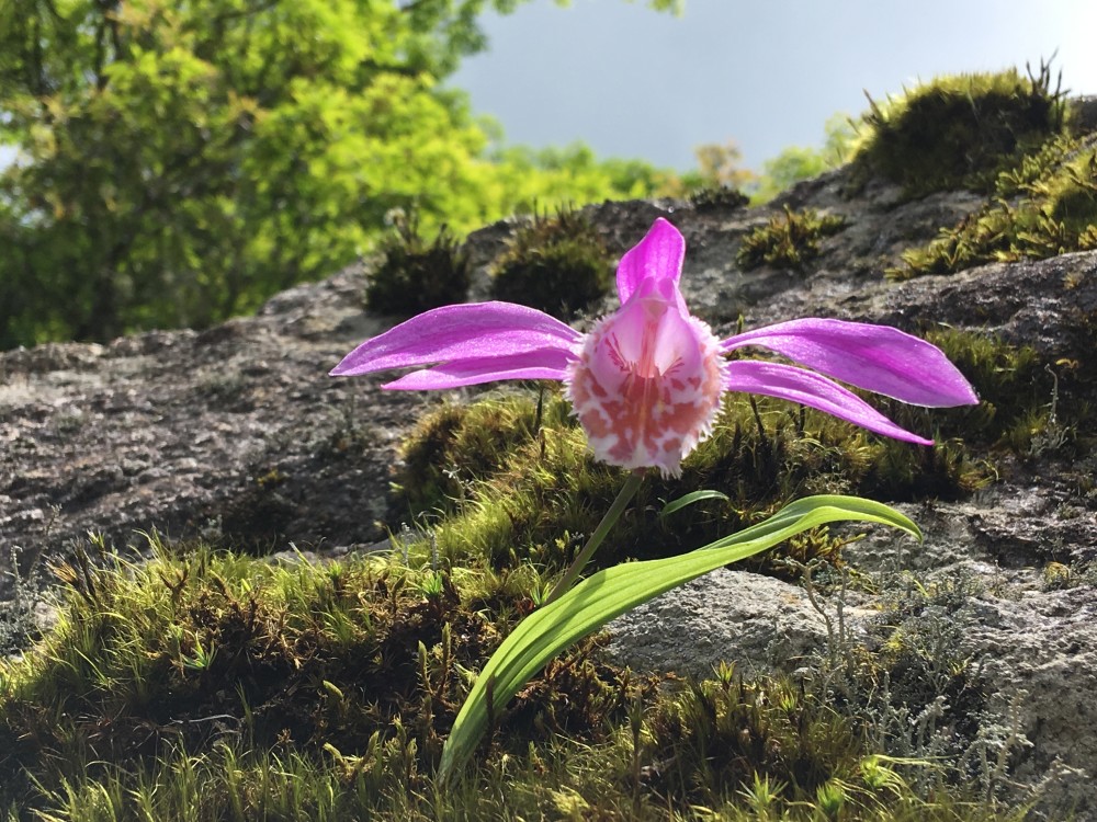 湖湘自然历丨林场寻花空谷幽兰,与世无争