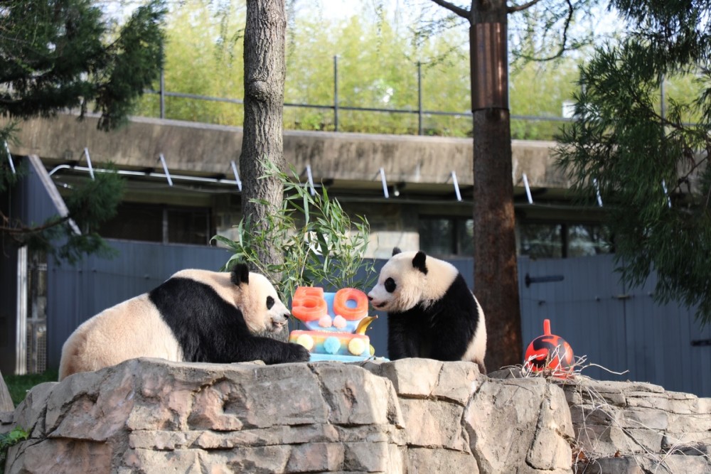 美国家动物园庆祝大熊猫抵美50周年驻美大使秦刚出席国内自然拼读教材哪个好
