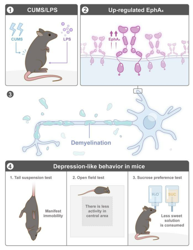 研究团队综合采用两种不同的抑郁症动物模型:慢性不可预知温和刺激