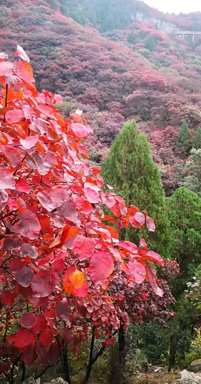 满山红叶的茨沟 作者:五一