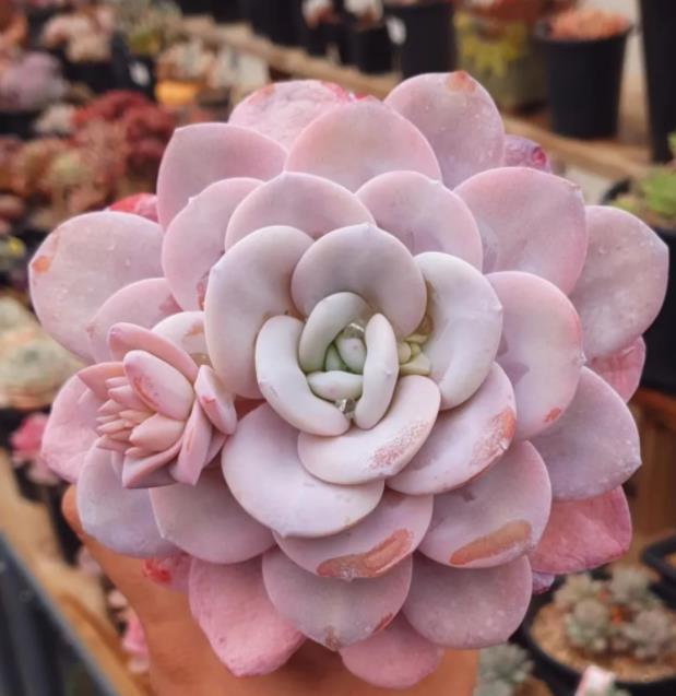 新手养多肉雪莲,了解掌握"1忌3喜",叶片肥厚仙气飘飘