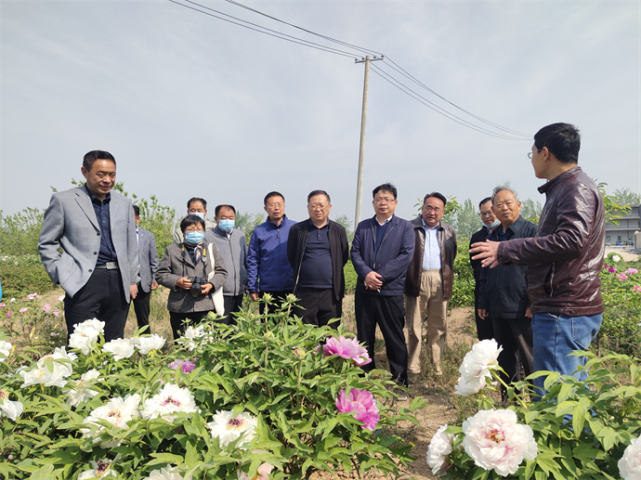 评审专家,菏泽学院教授赵贵红"太震憾了,油用牡丹