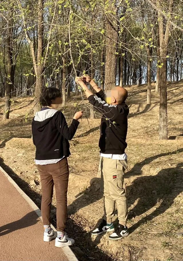 擼榆錢,挖野菜……昌平一公園內這些行為太煞風景