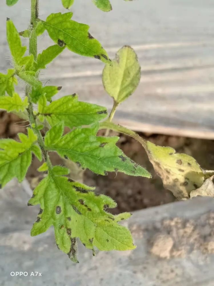 植保《西瓜細菌性角斑病的辨別與防治》《番茄晚疫病的識別和防治》_