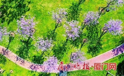 地上花似锦美不胜收3至5月植物园宫粉羊蹄甲盛开 腾讯新闻