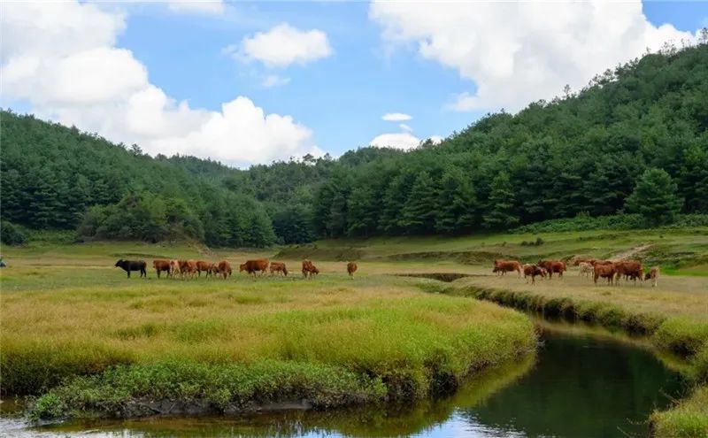 双柏嘉九天湿地新来客千里眼与顺风耳
