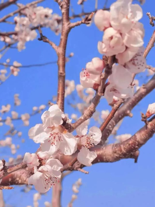 春天开出的最美的花!