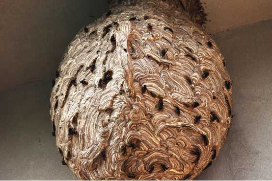 提起马蜂,人们下意识第一反应——蜇人,见到马蜂窝如临大敌,务必除掉