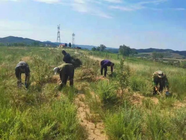 采取自然封禁,人工造林,低效林改造,灌木林平茬复