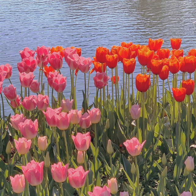 一些花花背景图