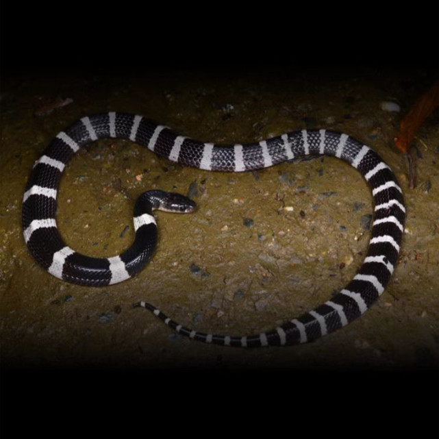 神奇物种-银环蛇|银环蛇