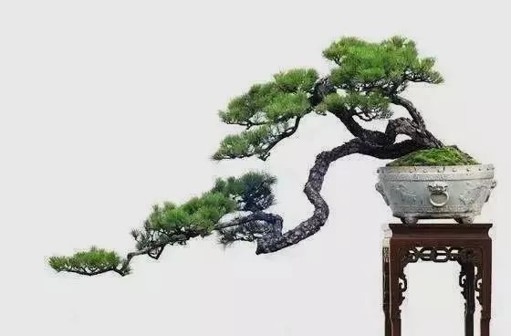 看看盆景如何结顶