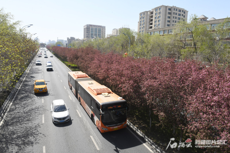 要赏海棠花？到乌鲁木齐市北京北路上走一趟澳门委员名单