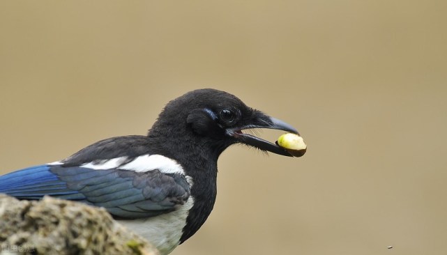 驱鸟剂我们可以根据说明书兑水后直接喷雾,喷到作物上让鸟类感到厌恶