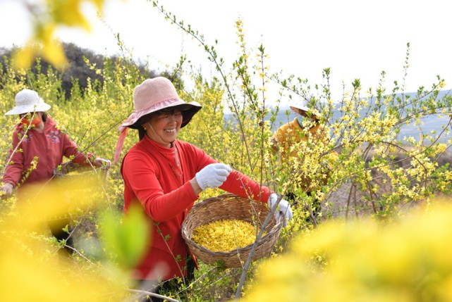 连翘花开 武乡药农采摘忙