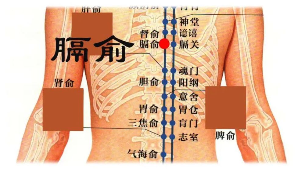 下面為大家詳細介紹膈俞穴位位置圖,準確位置,按摩手法及作用.