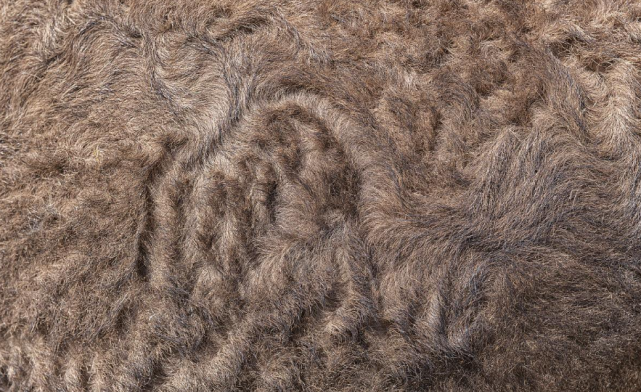 骆驼的皮毛对保持体温极为有力除了皮毛,骆驼修长的四肢也为它们远离