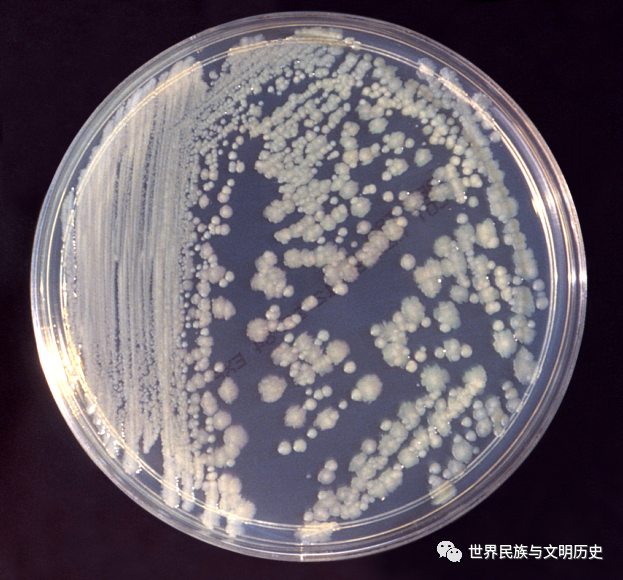 阴性菌 腾讯网