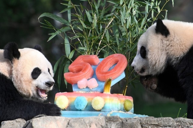 中美大熊猫项目50年