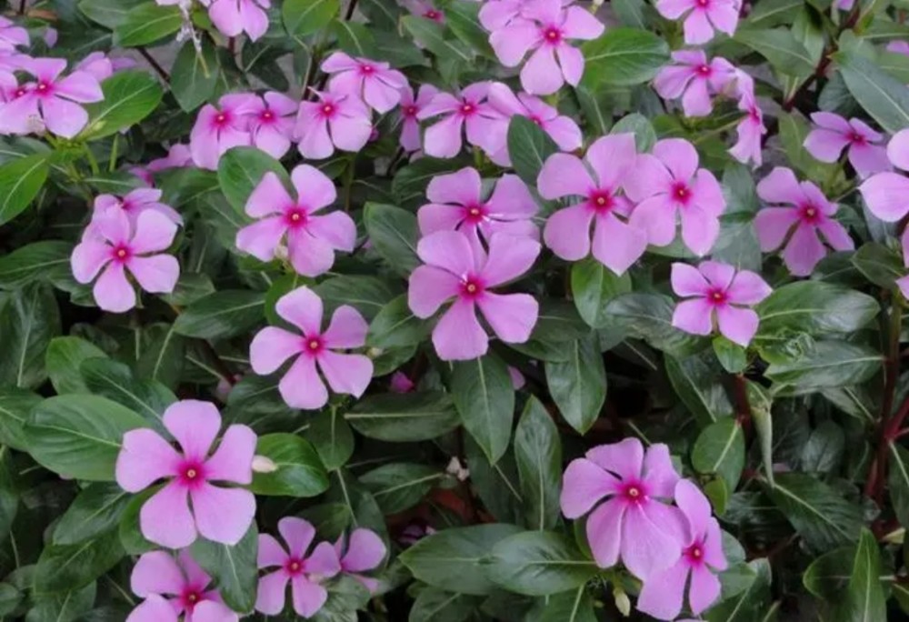 100种有毒花卉图片大全(100种有毒花卉图片大全高清)