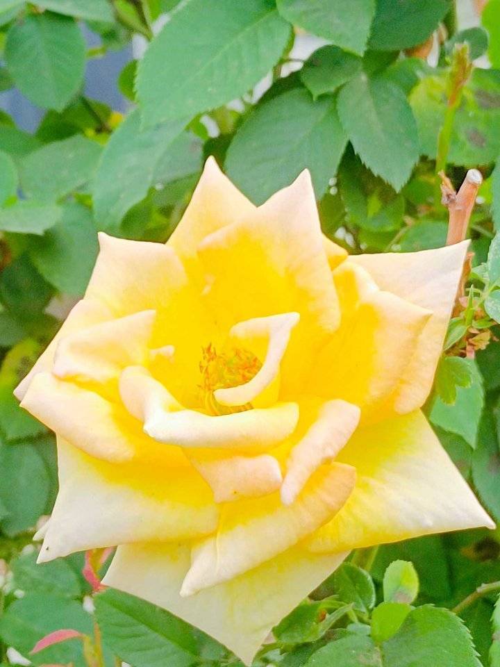 青未了 月季花 天天看点