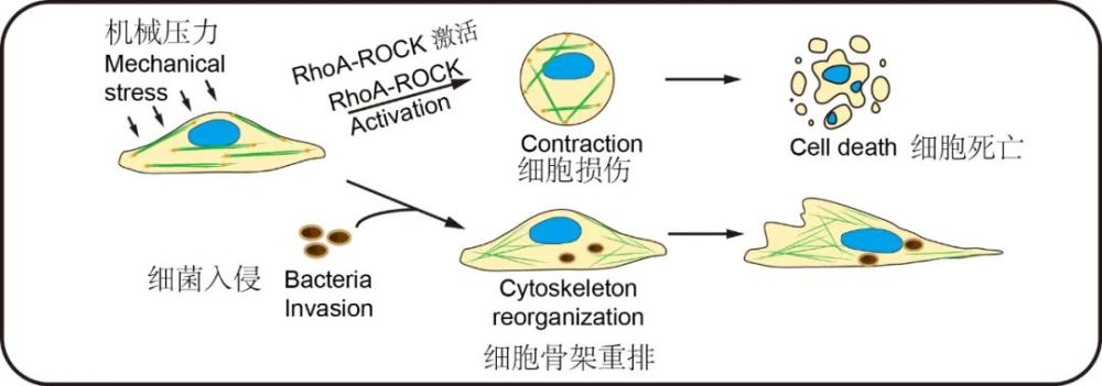 小鼠回归到人体,收集了配对的乳腺癌病人的肿瘤组织,癌旁组织和淋巴结