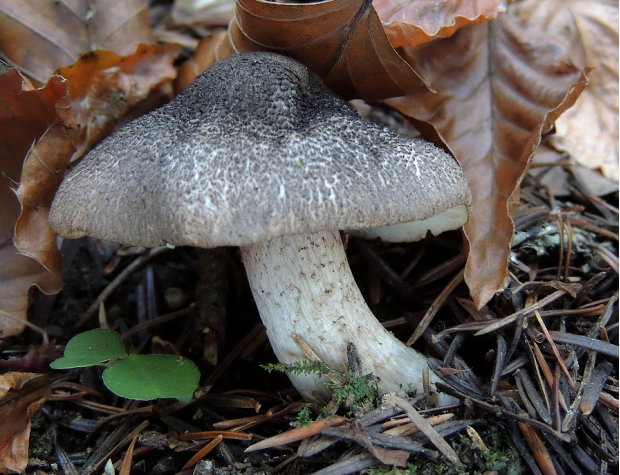 菌盖黑鳞细节外观菌柄近圆柱形,下部白色或褐色,有鳞片,顶端白色至污