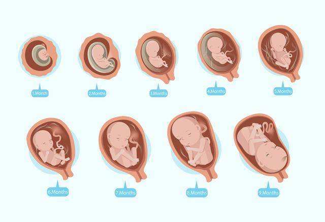 胎盘膜细胞基因特征决定早产几率