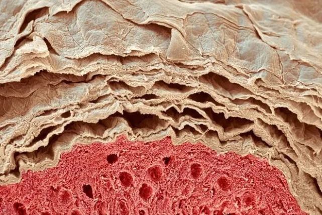 显微镜放大1000倍,为啥看到有东西在动?