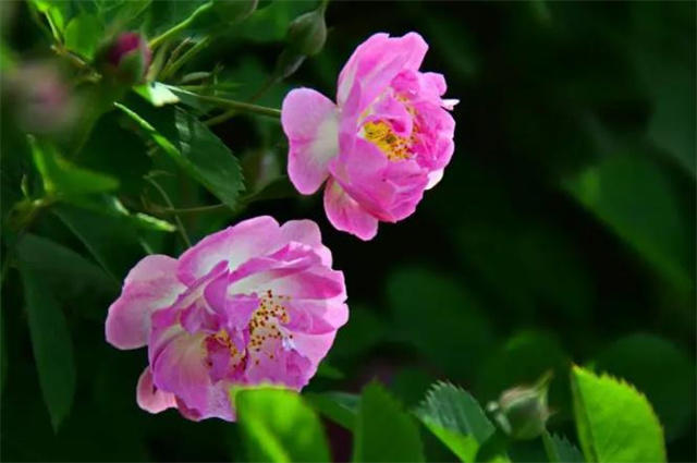 杜牧蔷薇花两首 朵朵精神叶叶柔 蔷薇花谢即归来 石崇 沈传师 杜牧 蔷薇 朵朵 张好好 叶柔 绿珠