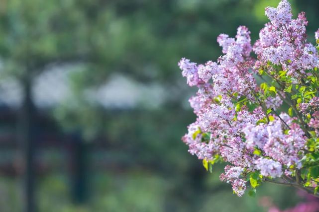 丁香花終在梨花漫開處,享自在人間白綠相間,蜿蜒纏綿花滿枝頭,片片