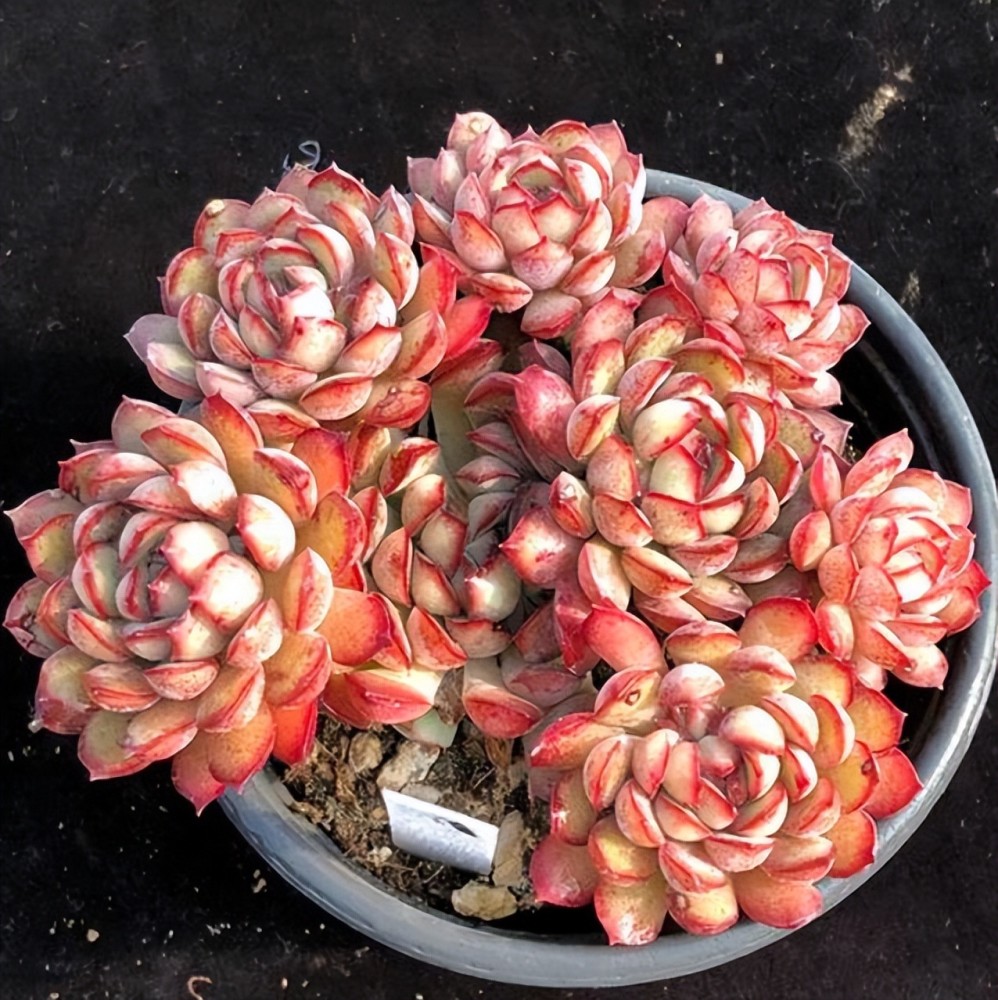 此款多肉玫瑰,好养好看爱爆头,上色后梦幻十足,仙气飘飘_腾讯新闻