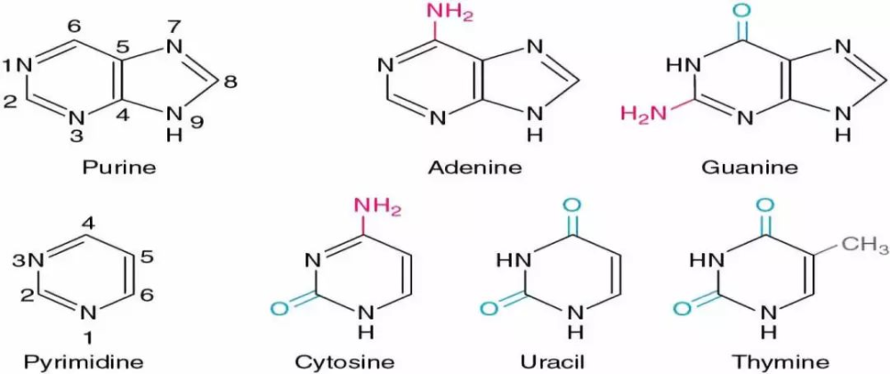 体内的基因(化学物质),转换为计算机能够识别的atcg(碱基配对)文本