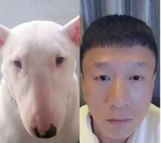 毕竟,黄渤和秋田犬,孙红雷和牛头梗的例子都摆在前面了.
