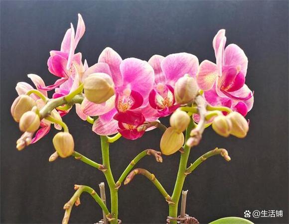 蝴蝶兰不难养 全靠浇水 学会方法 新手也能养 腾讯新闻