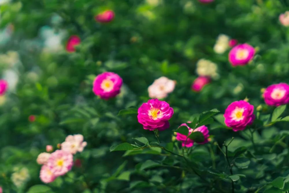 朋友圈c位霸屏樂山這些新晉網紅花海太美了