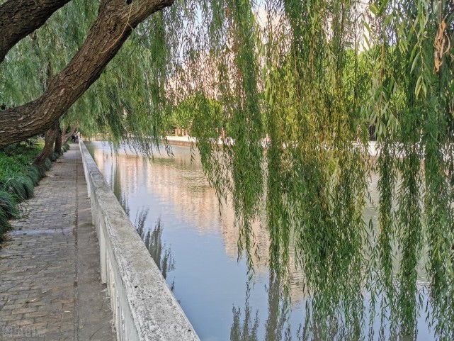 垂柳树在北方是一种常见且极其普通的树.