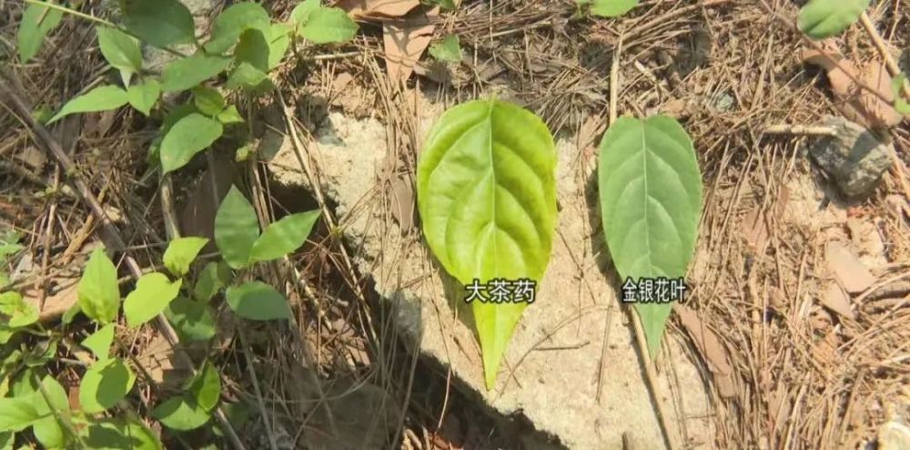 我市相關部門到場進行調查,化驗結果顯示,藥根湯中含有鉤吻生物鹼