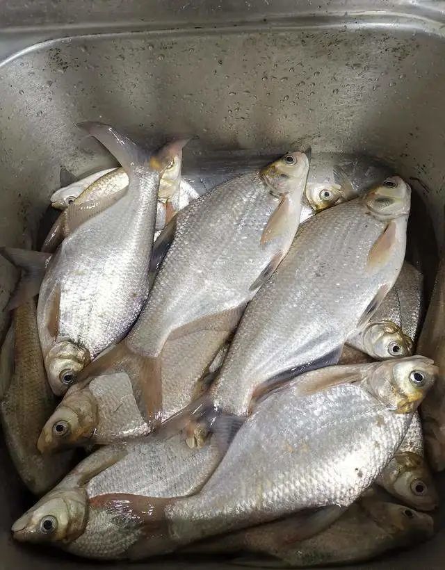 嫩玉米釣鯿魚很棒初夏野釣鯿魚的時段,天氣,水質一般持續下雨過後不太