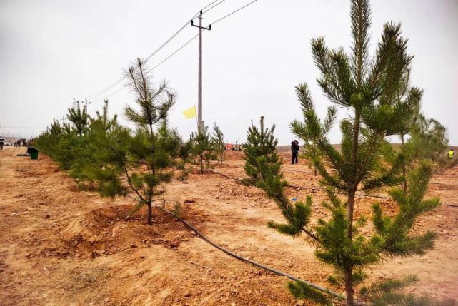 红寺堡区力推山林权改革为绿满罗山