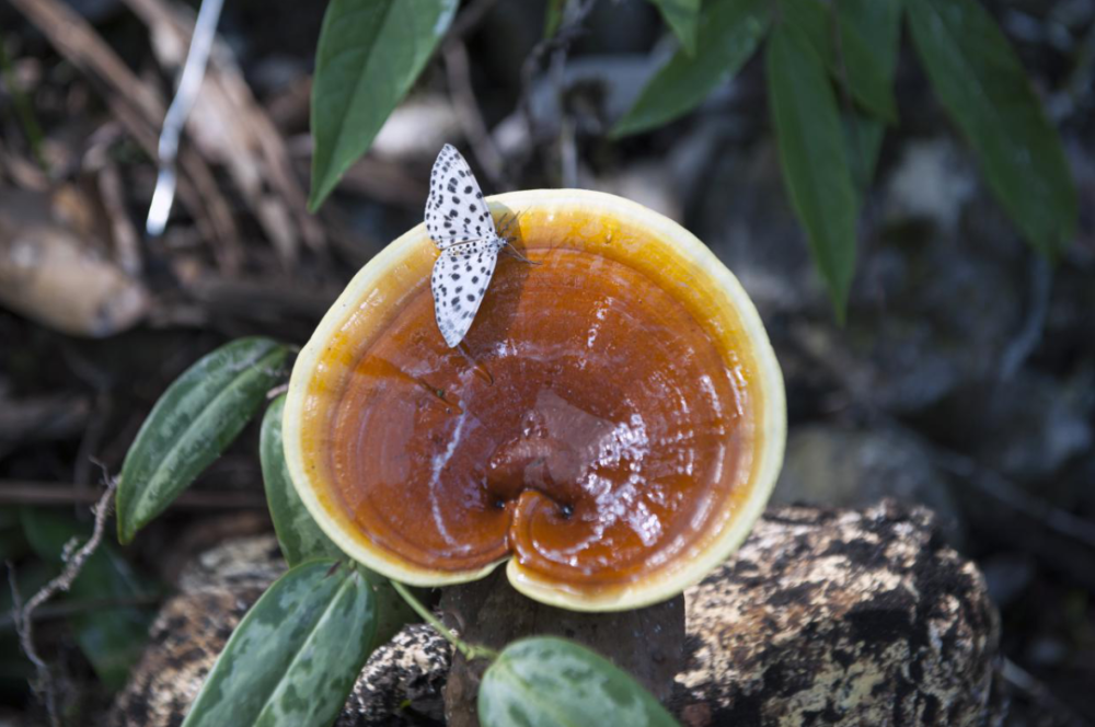 当地生产的"龙泉灵芝""龙泉灵芝孢子粉"是国家地理标志保护产品.