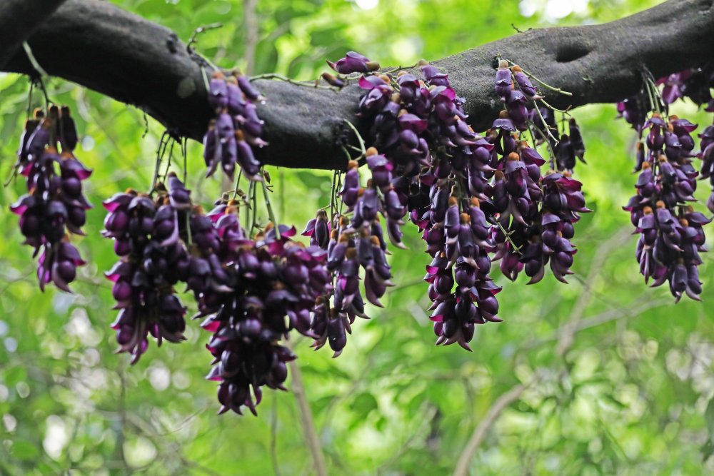 重庆彭水:牛马藤花开 深山引客来_腾讯新闻