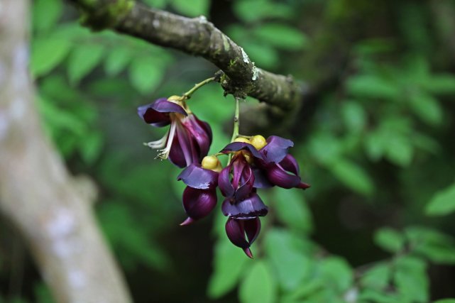 重慶彭水:牛馬藤花開 深山引客來