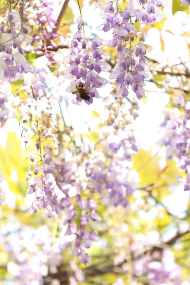 暮春 青山垂下绝美紫色 花瀑 青山公园 紫藤