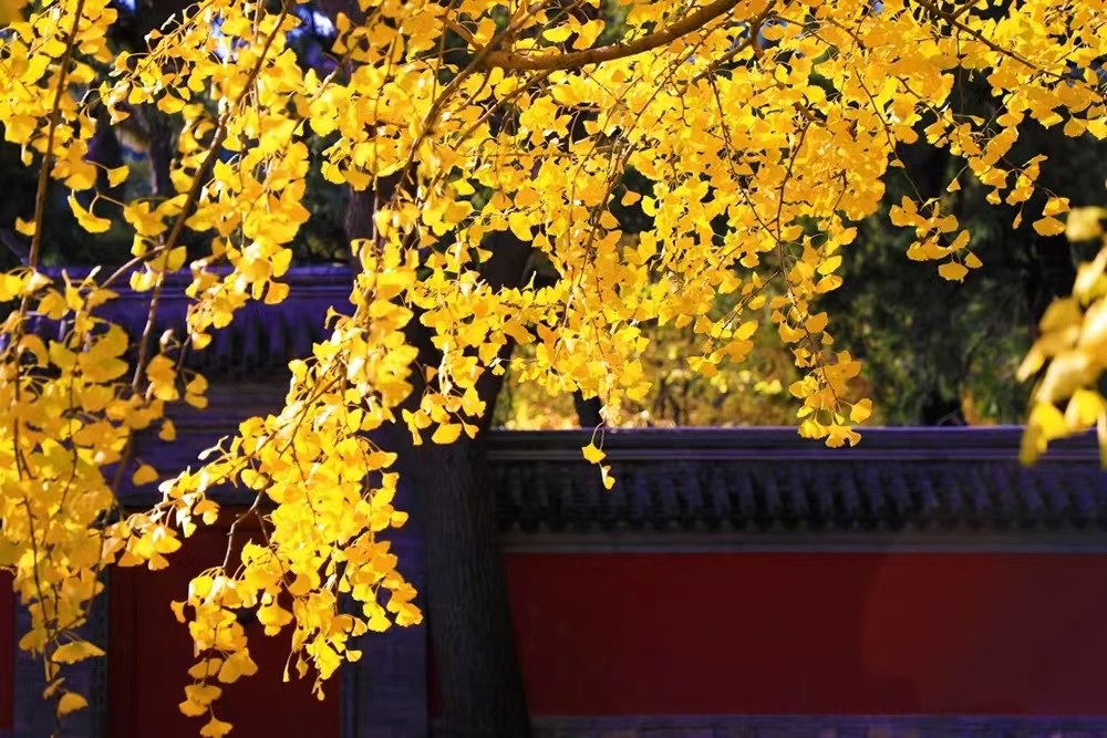 為何是它 它 它 揭秘國家植物園logo設計 天天看點