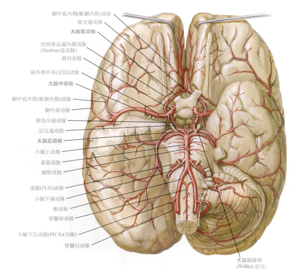 腦動脈系列大腦後動脈的解剖